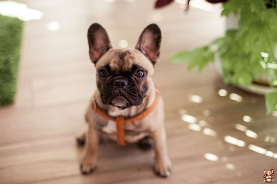 Essential Vitamins and Minerals for French Bulldogs