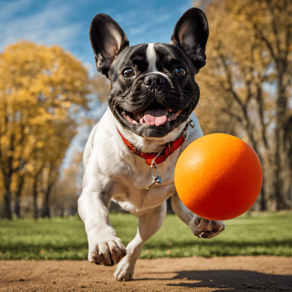 An image showcasing a French Bulldog joyfully playing fetch in a spacious park, with a dedicated owner actively participating