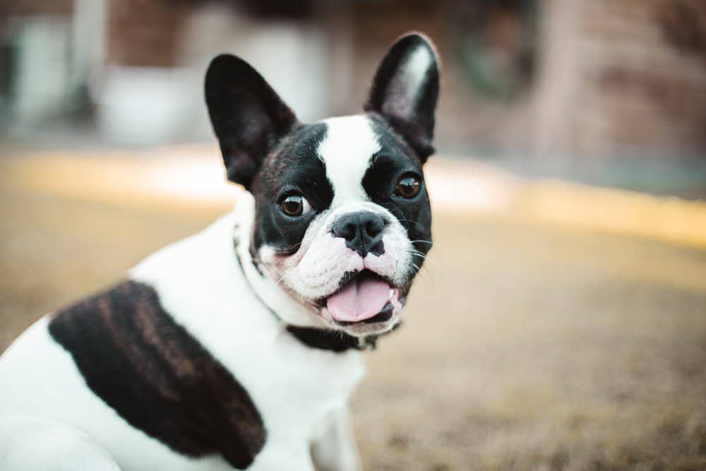 Unleashing Optimal Health: Nurturing the Well-being of French Bulldogs