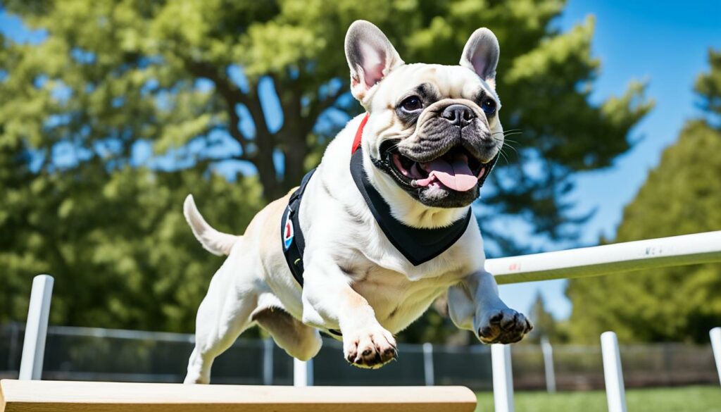 French Bulldog Training Outdoors