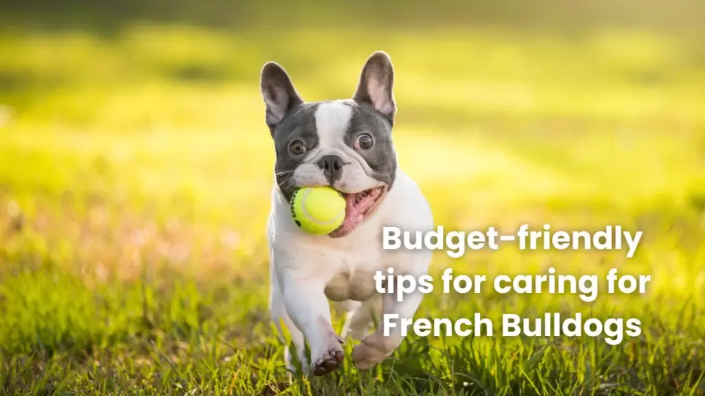 Budget-Friendly Tips for Caring for French Bulldogs
