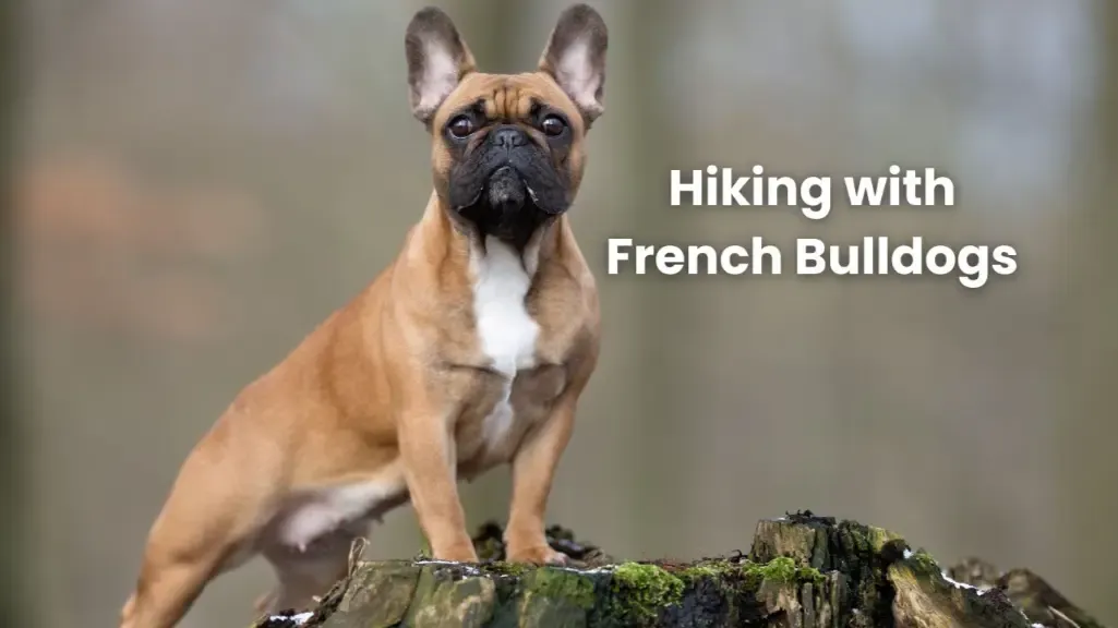 Hiking with French Bulldogs: Tips for a Safe and Fun Adventure