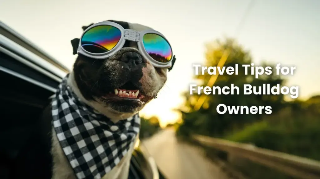 Travel Tips for French Bulldog Owners