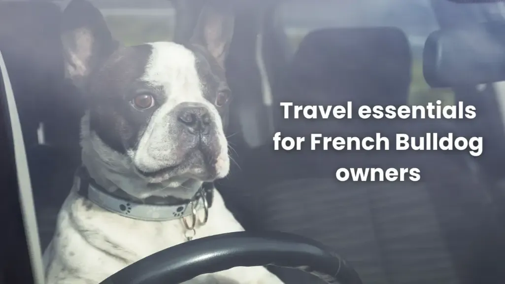 Travel essentials for French Bulldog owners