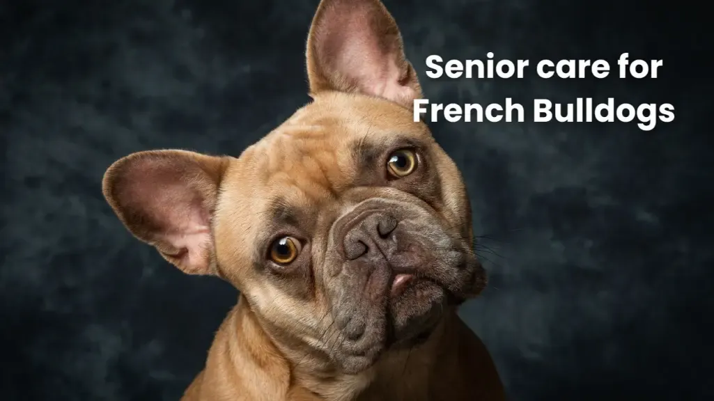 Caring for Your Senior French Bulldog: Tips for Health and Happiness