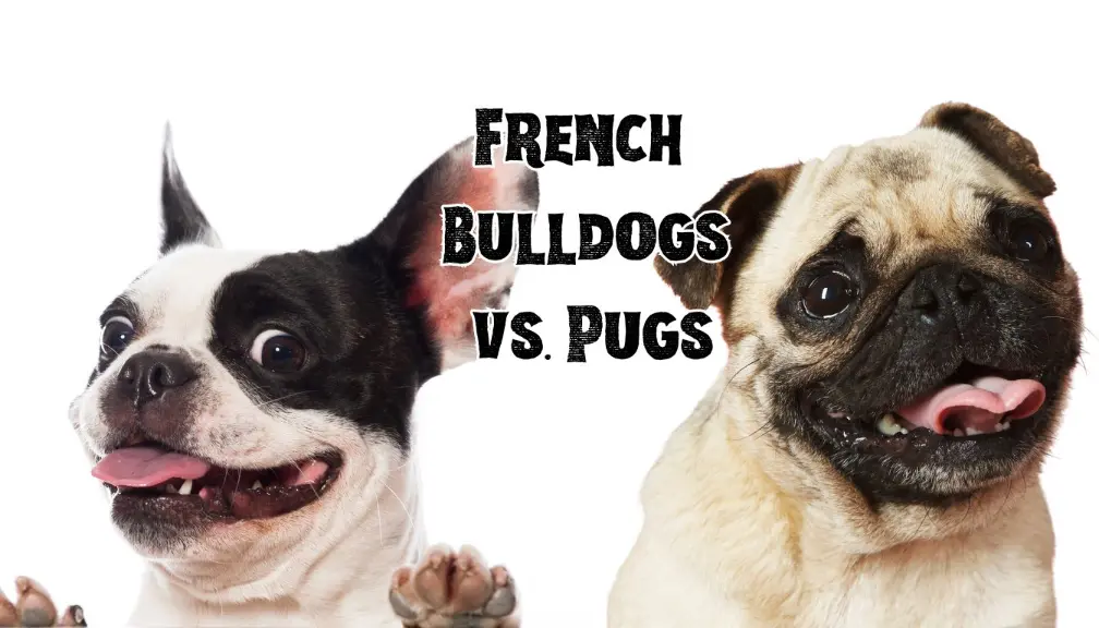French Bulldog vs Pug - An In-Depth Comparison for Prospective Pet Owners
