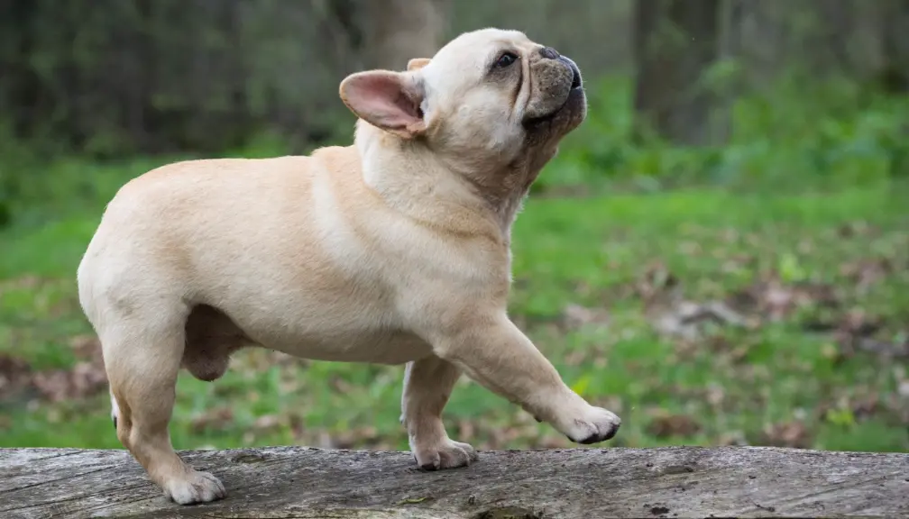 Health Concerns and Wellbeing: What You Need to Know for French bulldogs and pugs