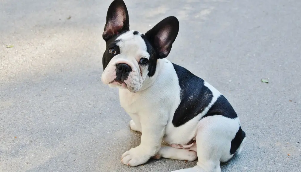 Lifespan Expectations of French bulldog and Pugs