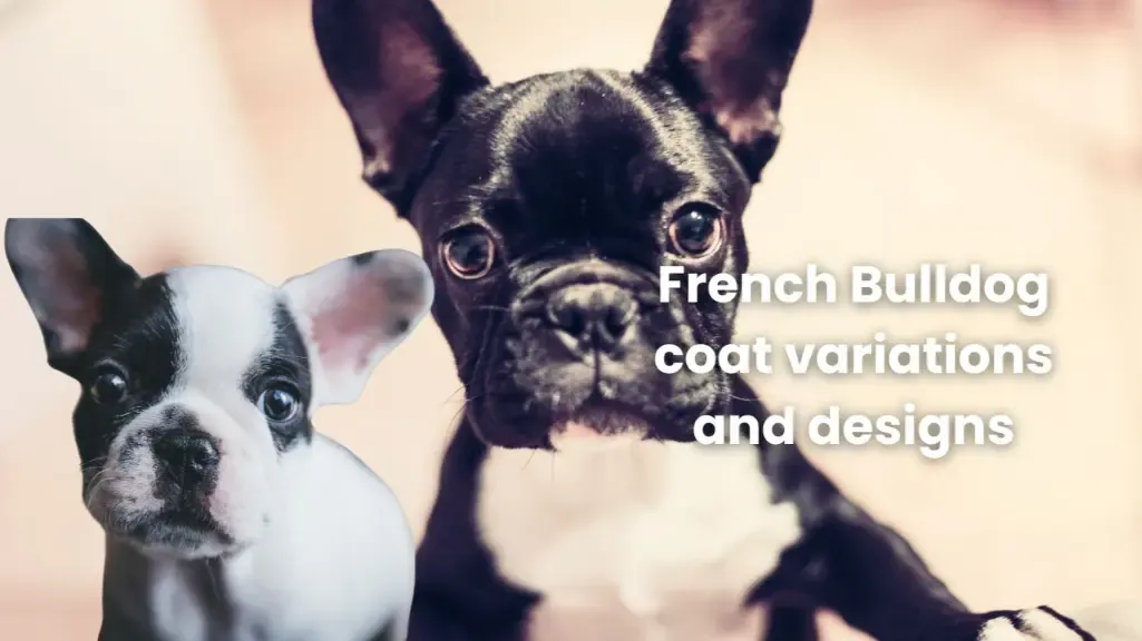 French Bulldog Coat Variations and Designs
